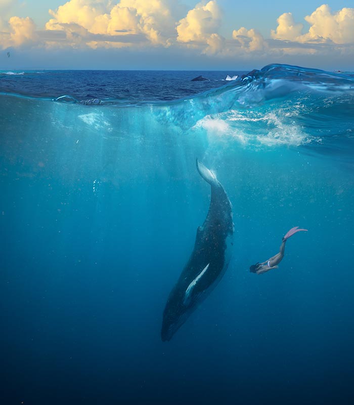 underwater photography of whale and scuba diver