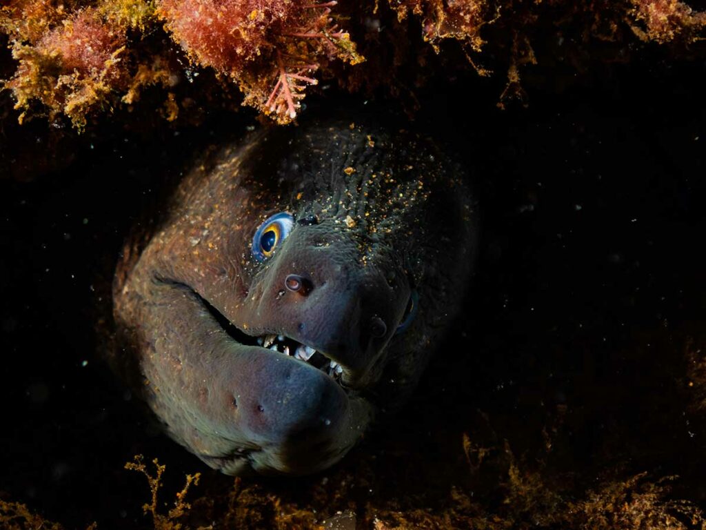 underwater photography of eel