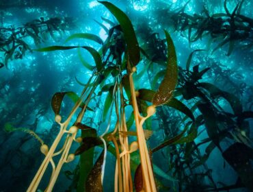 underwater photography of nature and greenery