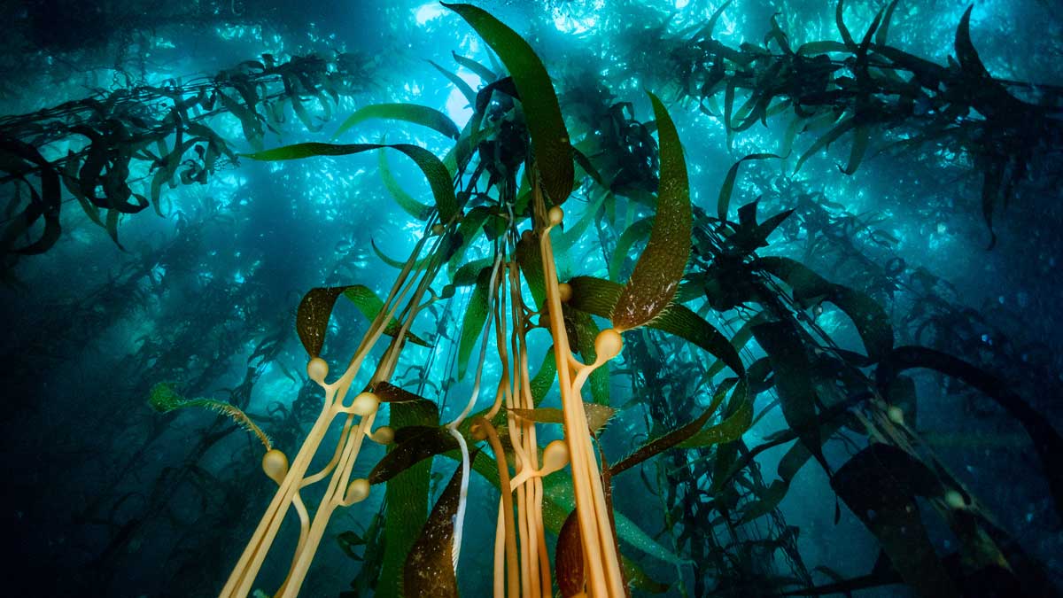 Underwater Photography Archives