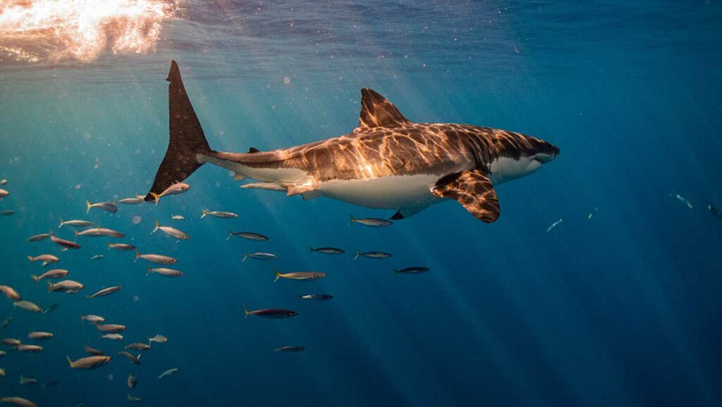 underwater photography of shark