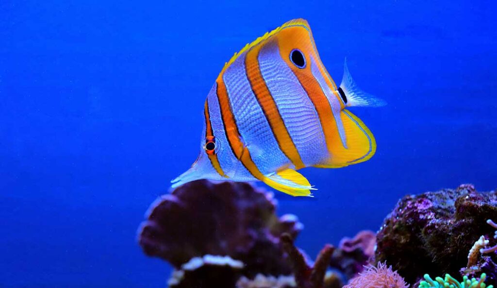 Banded Butterflyfish