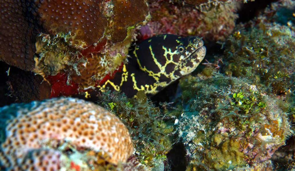 Chain Moray Eel