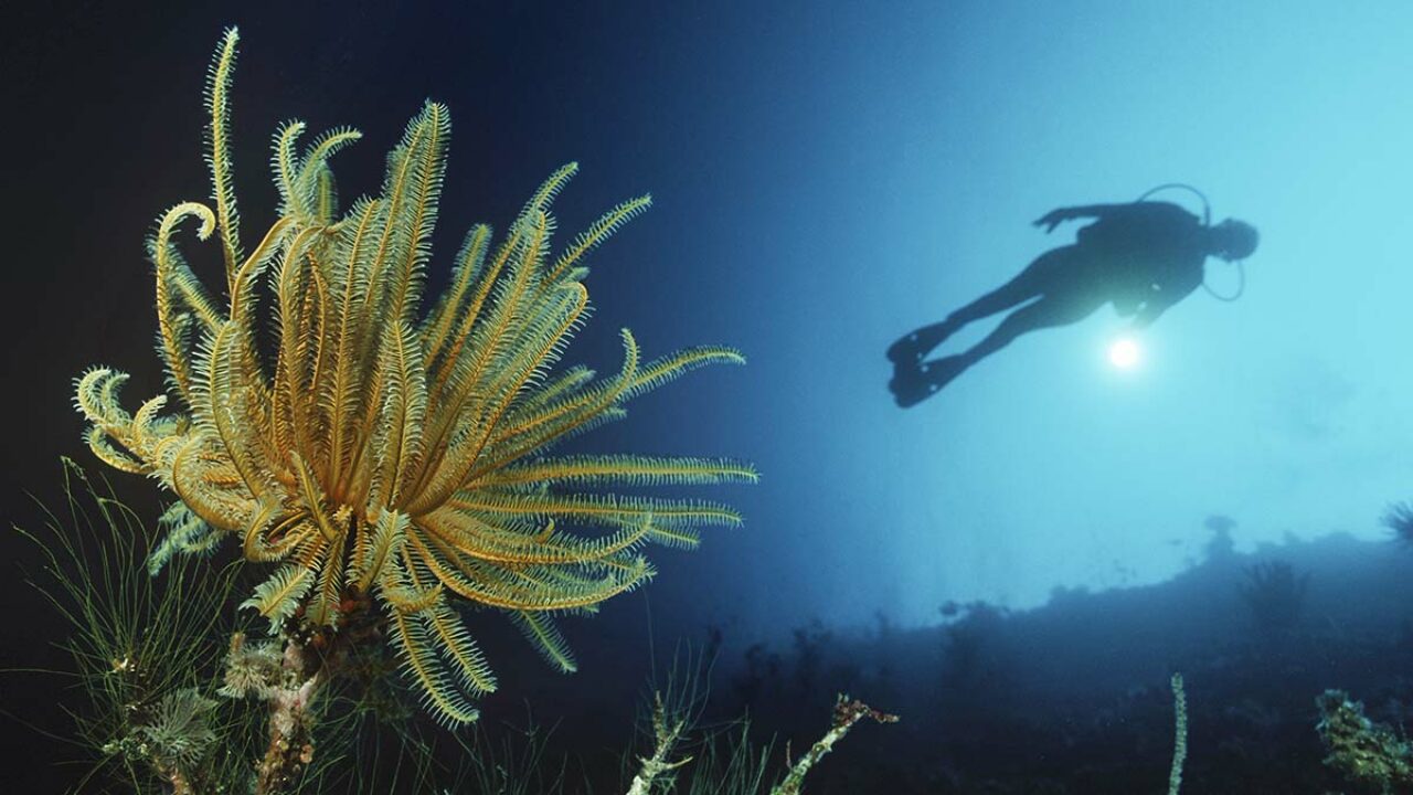 Feather Star: Meet the Fascinating Marine Creature - Scuba.com