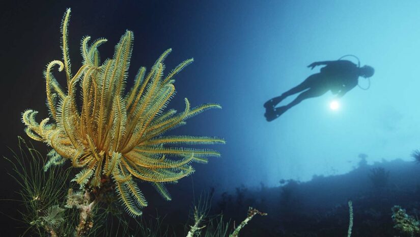 yellow feather star with scuba diver