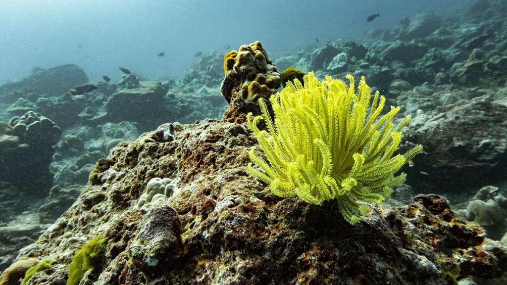 yellow feather star