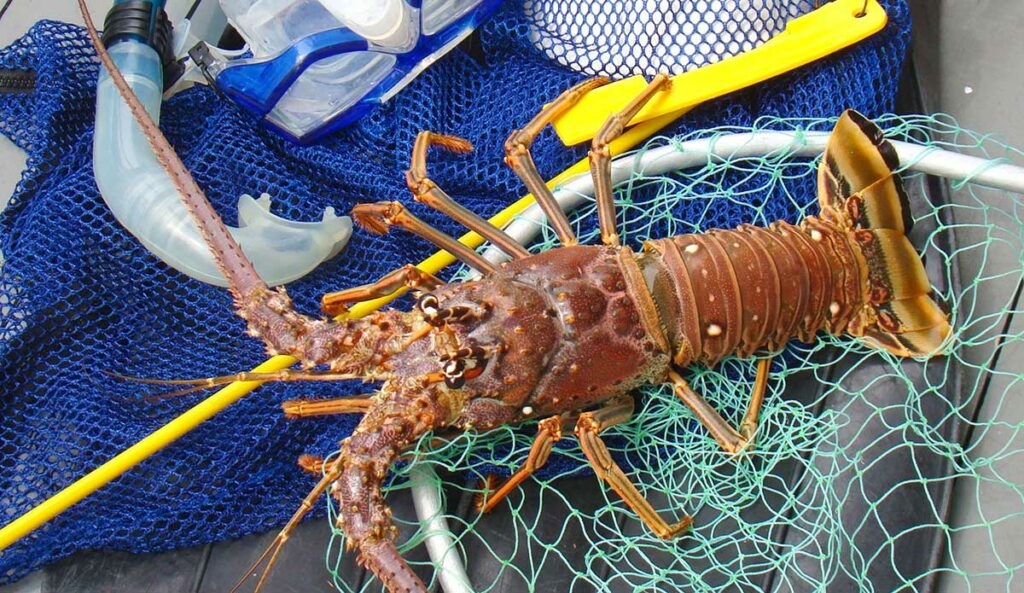 underwater florida lobster season hunting