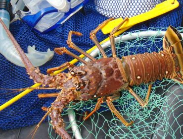 underwater florida lobster season hunting