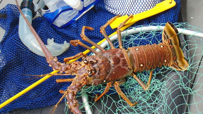 underwater florida lobster season hunting