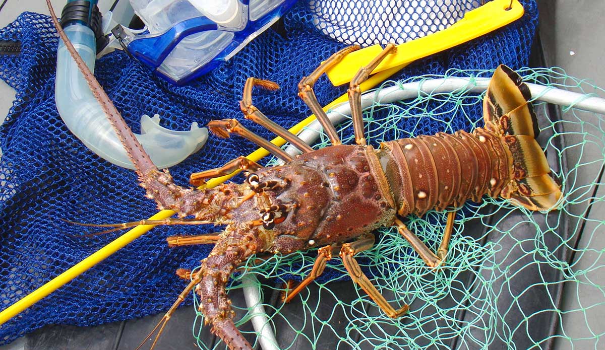 Florida Lobster Season What You Need to Know