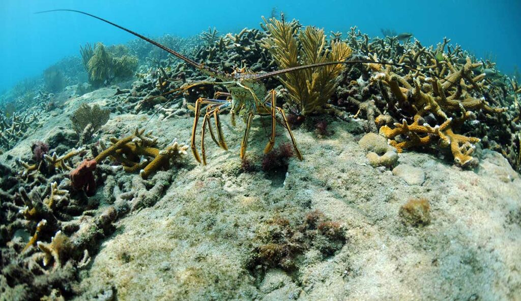 underwater florida lobster season hunting