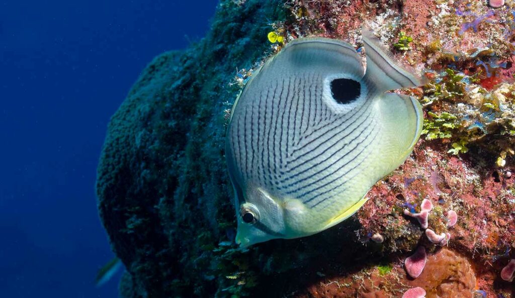 Four Eye Butterflyfish