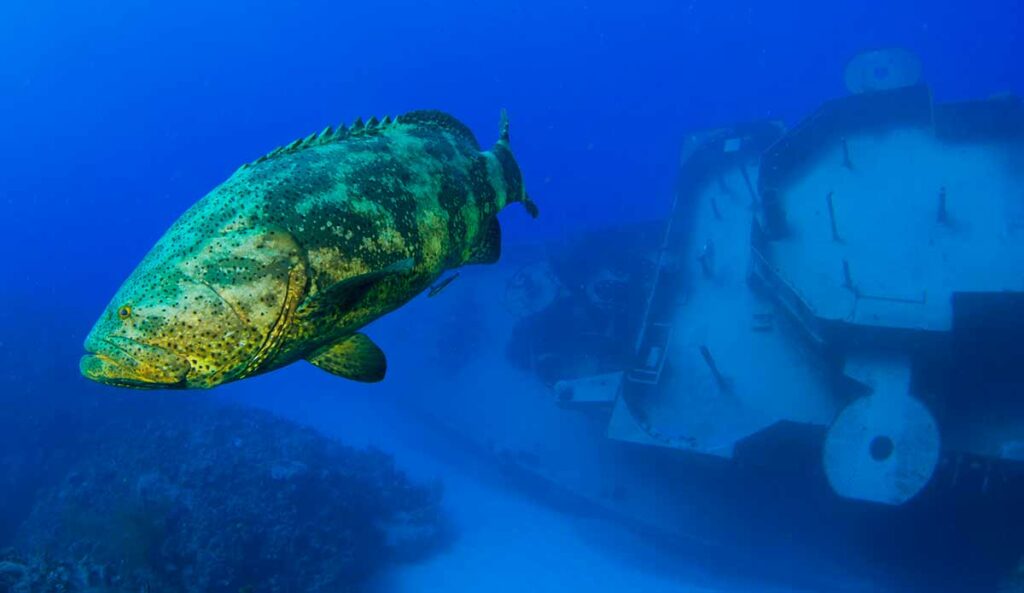 Goliath Grouper