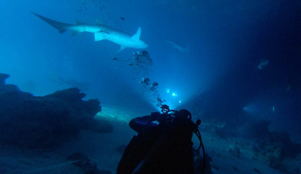 night diving with nurse shark in maldives