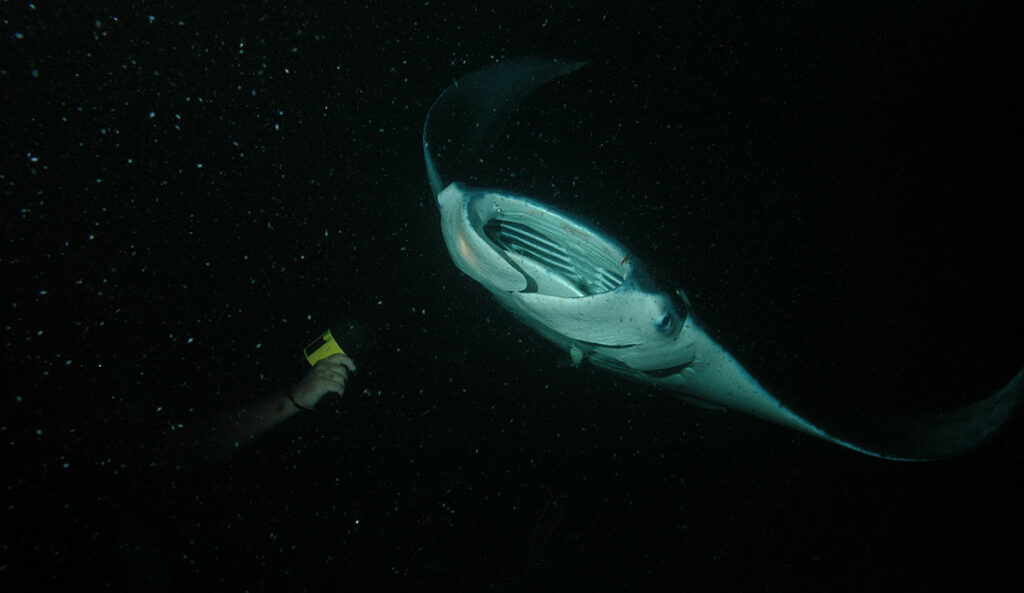 night scuba diving