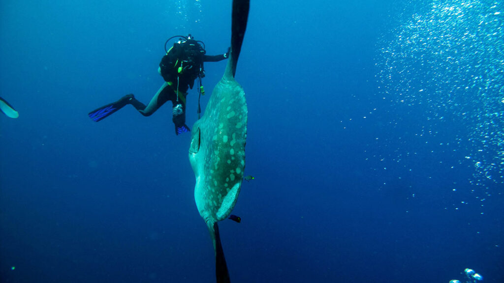 ocean sunfish mola mola underwater with scuba diver