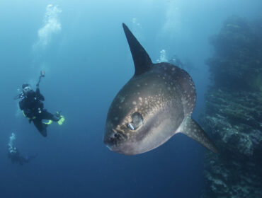 ocean sunfish mola mola underwater with scuba diver