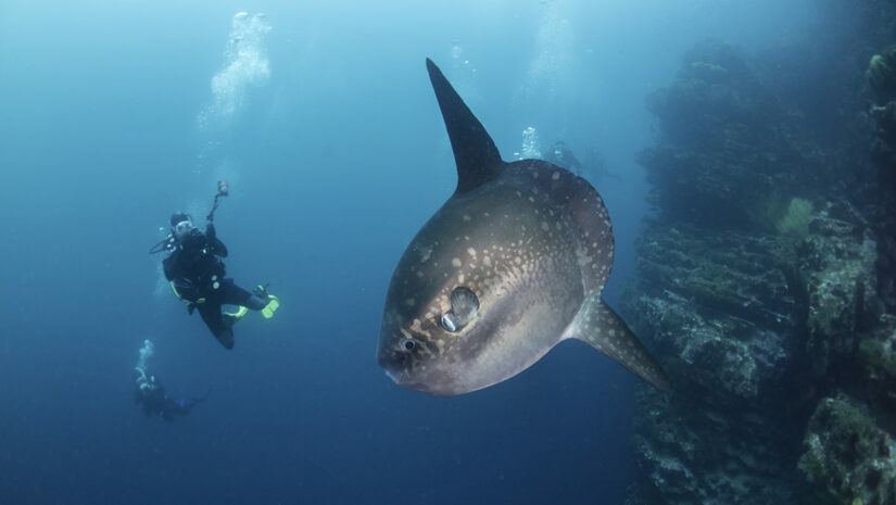 ocean sunfish mola mola underwater with scuba diver
