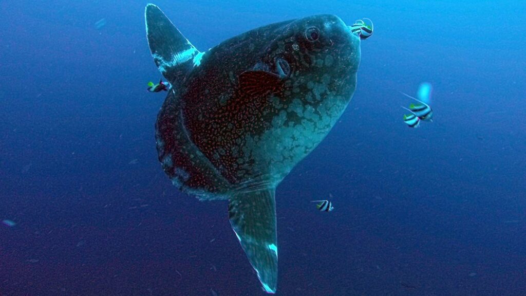 ocean sunfish mola mola underwater