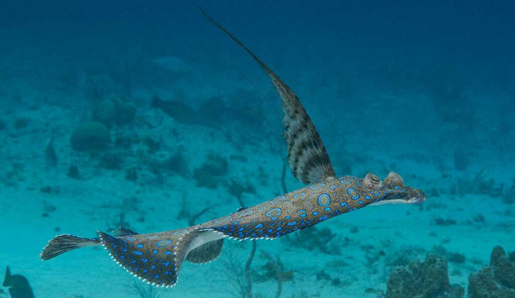 Peacock Flounder