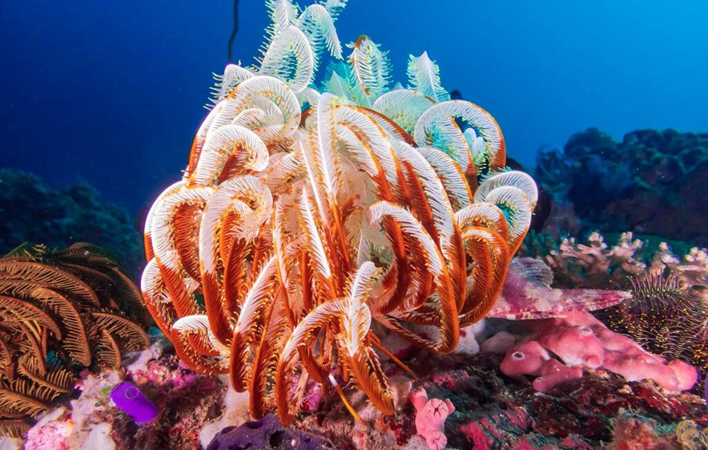 pink feather star