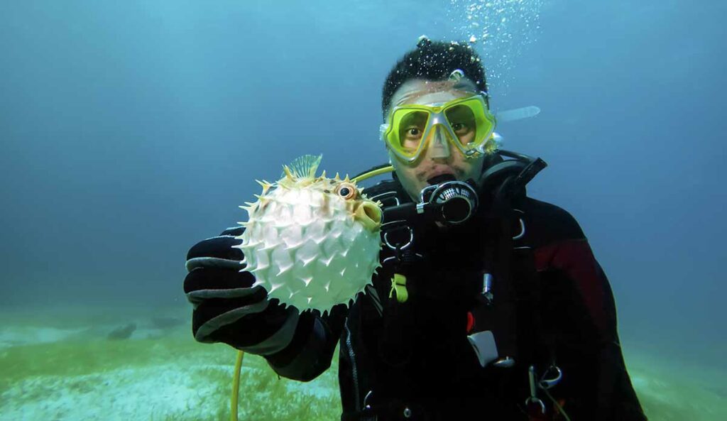 Porcupinefish diver with fish in the caribbean