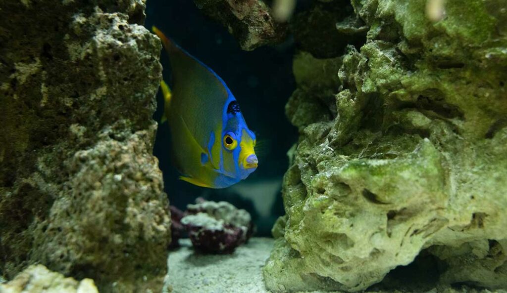 Queen Angelfish