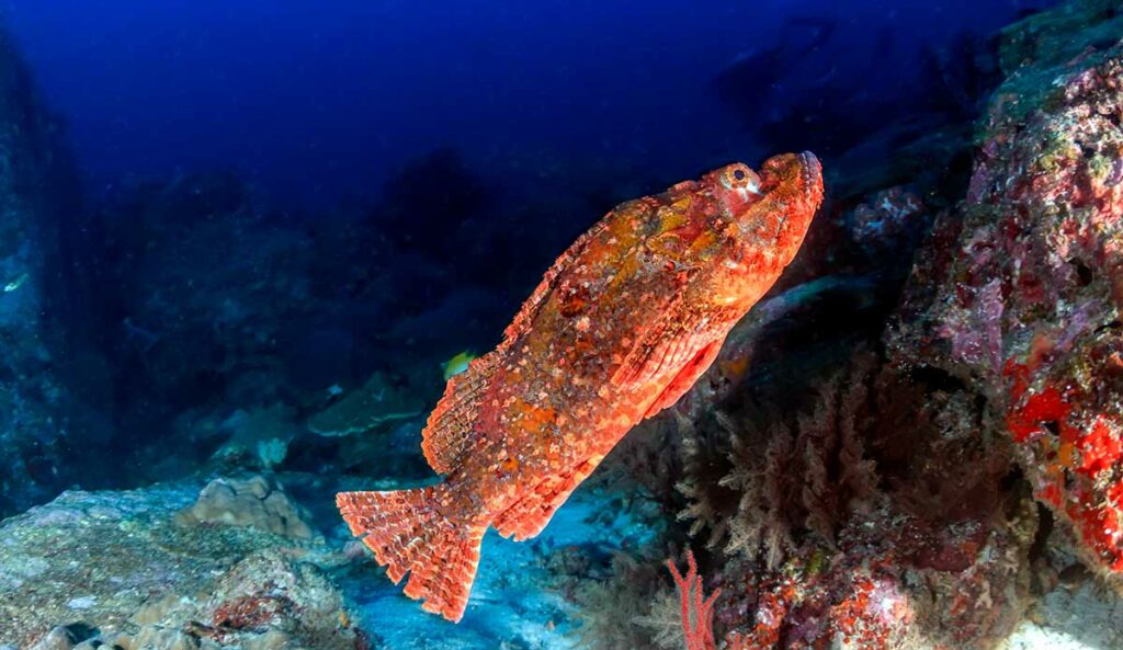 Spotted Scorpionfish