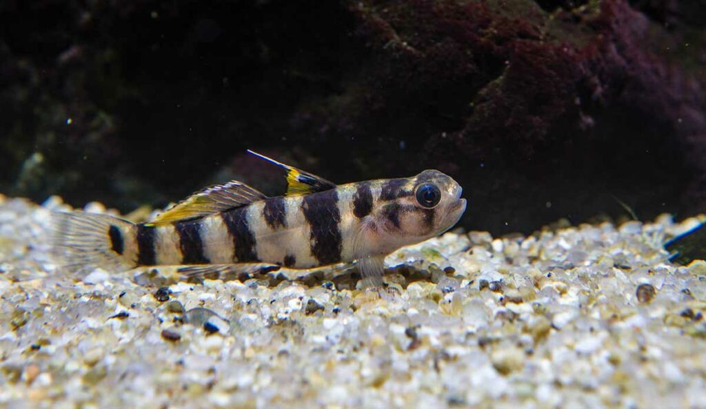 Tiger Goby
