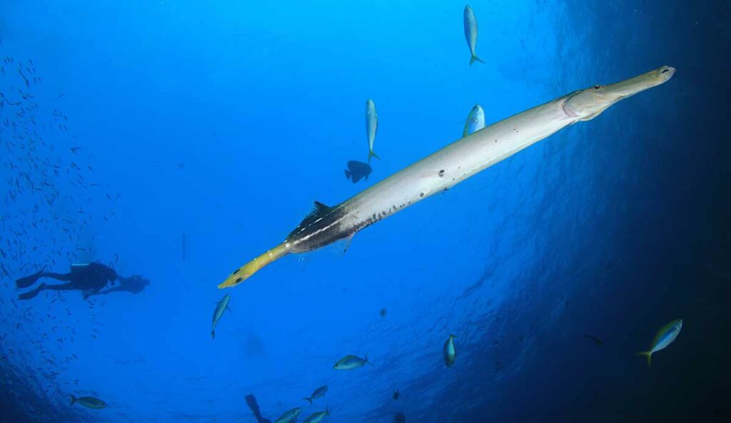 Trumpetfish with diver in caribbean