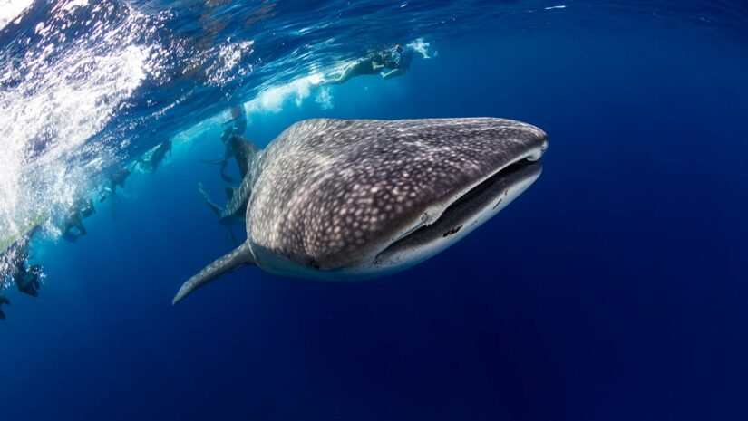 whale shark with scuba divers