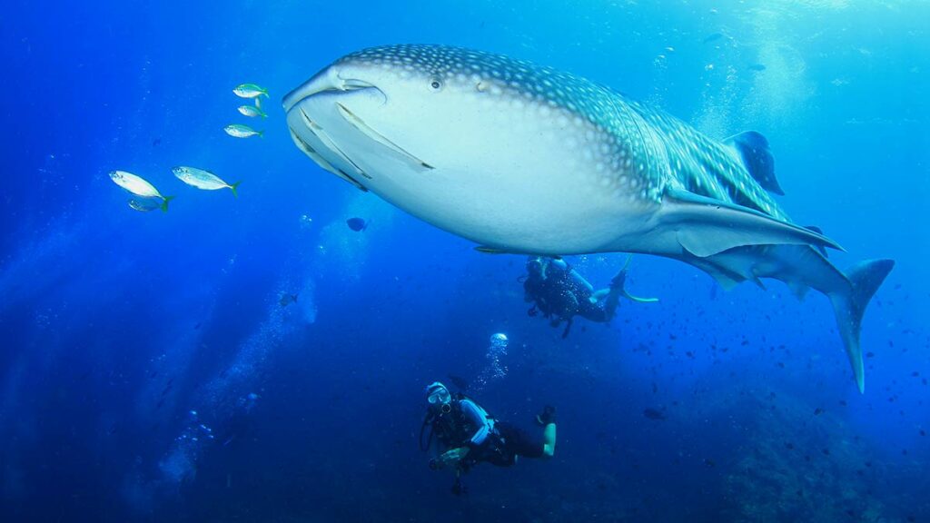 whale shark with scuba divers