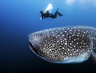 whale shark with scuba divers