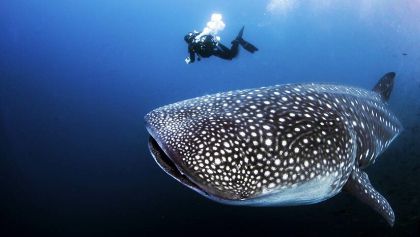 whale shark with scuba divers