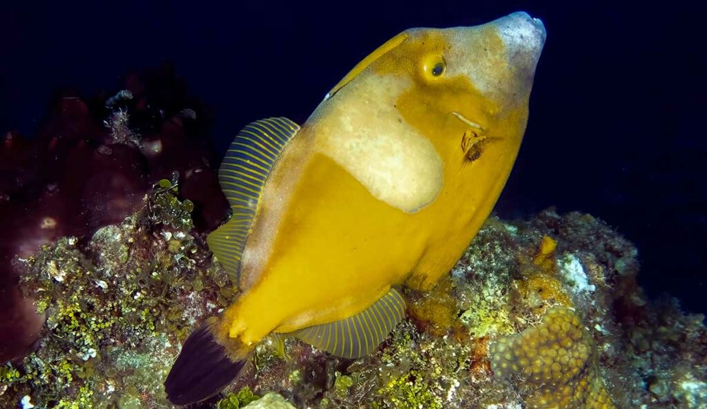 White Spotted Filefish