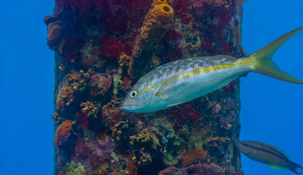 Yellowtail Snapper