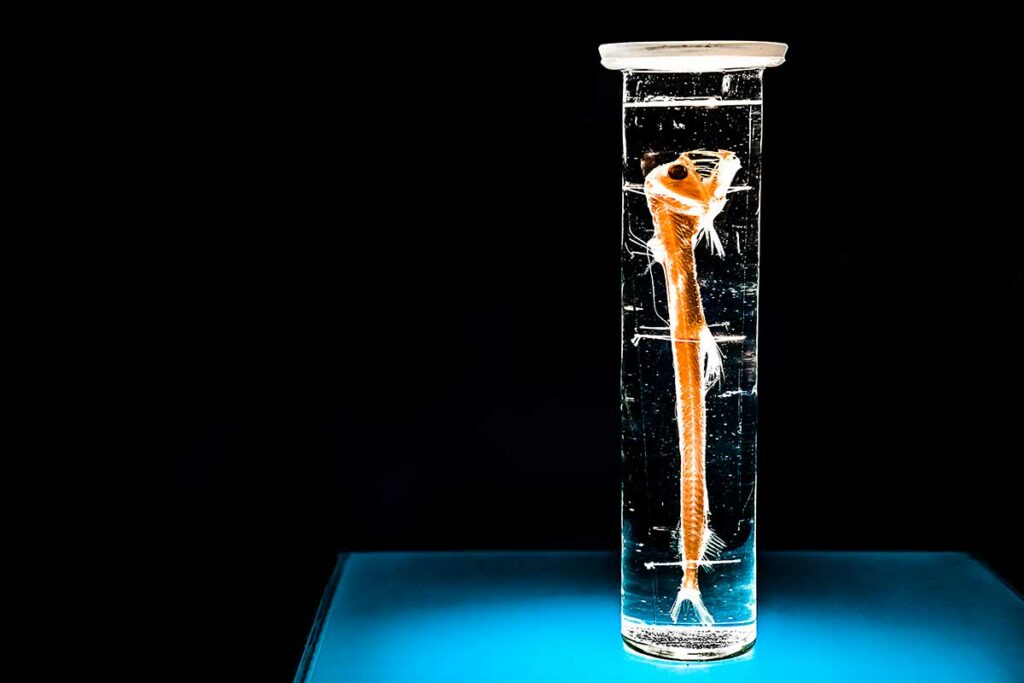 Deep-sea dragonfish