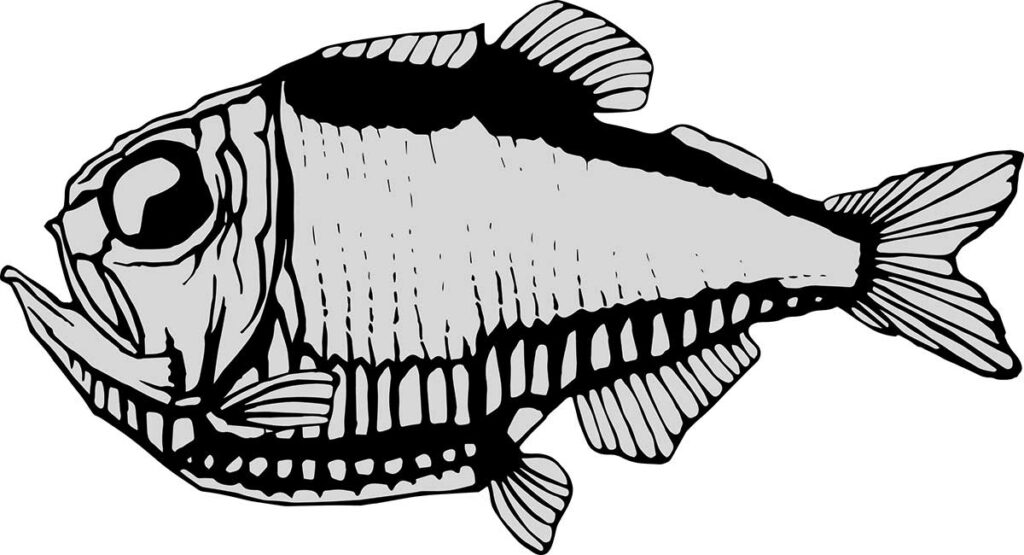 Deep-sea hatchetfish