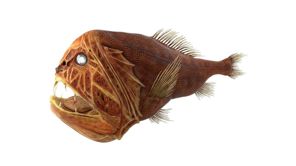 Fangtooth fish