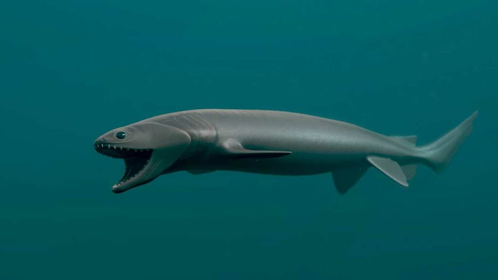 Frilled shark