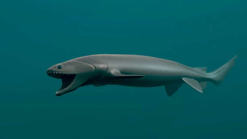 Strangest Creatures in the Mariana Trench - Scuba.com
