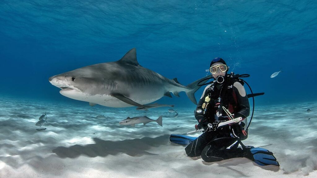 scuba diver swimming with sharks in the bahamas