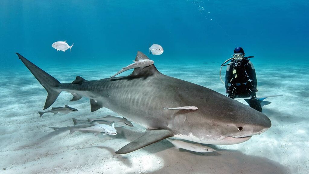 scuba diver swimming with sharks in the bahamas
