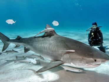 scuba diver swimming with sharks in the bahamas