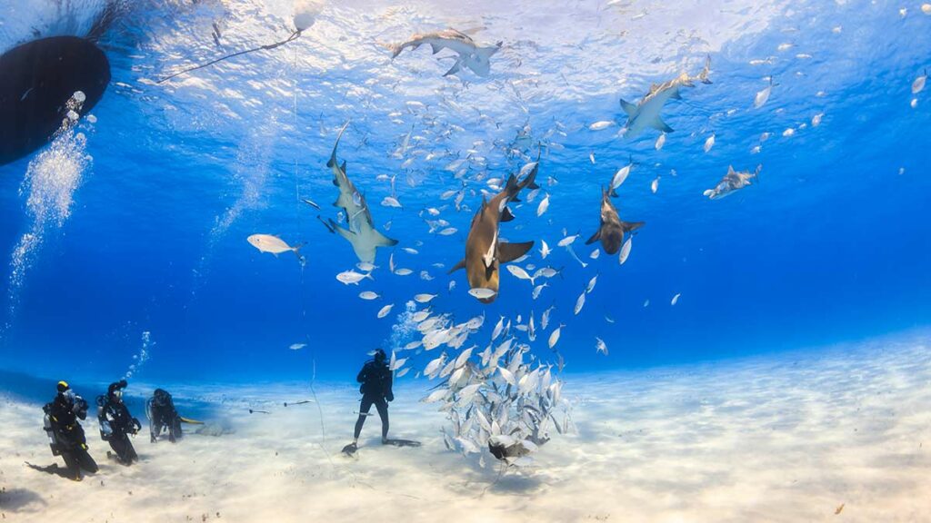 scuba diver swimming with sharks in the bahamas