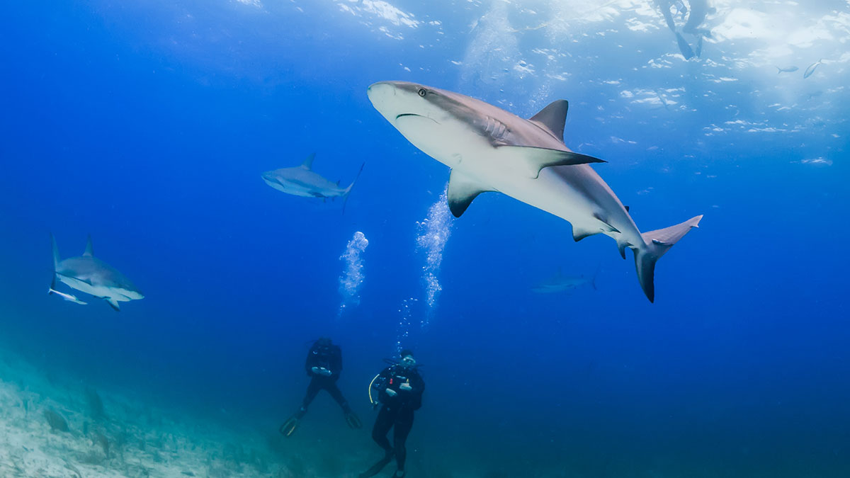 scuba diver swimming with sharks in the bahamas