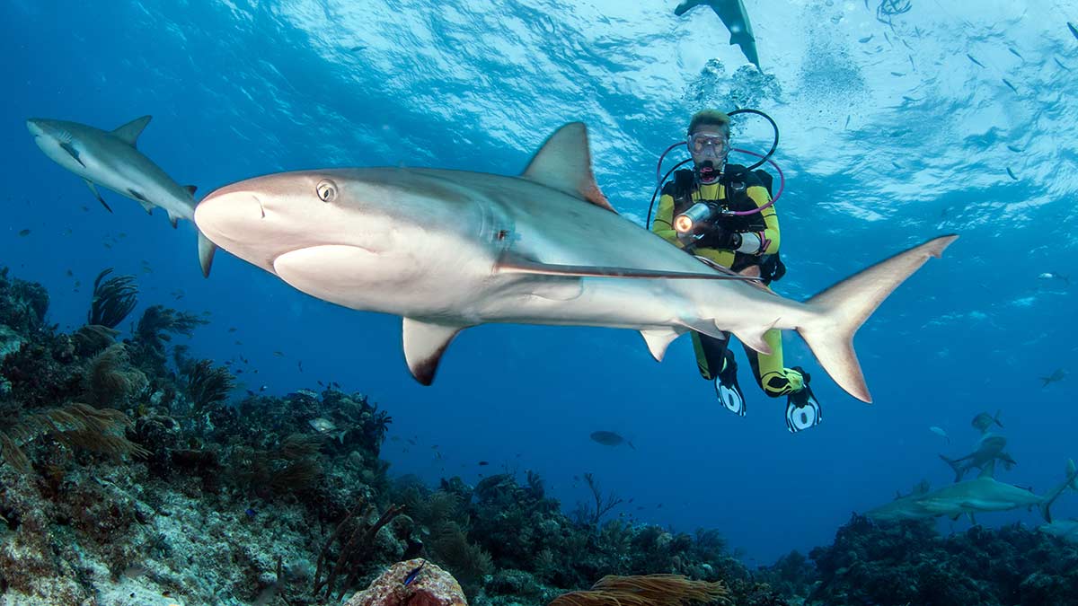 scuba diver swimming with sharks in the bahamas