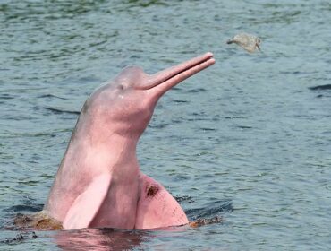 Amazon pink river dolphin