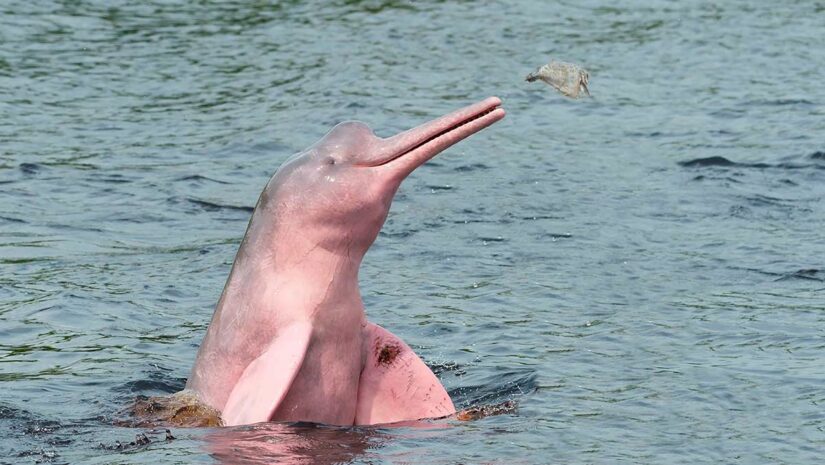 Amazon pink river dolphin