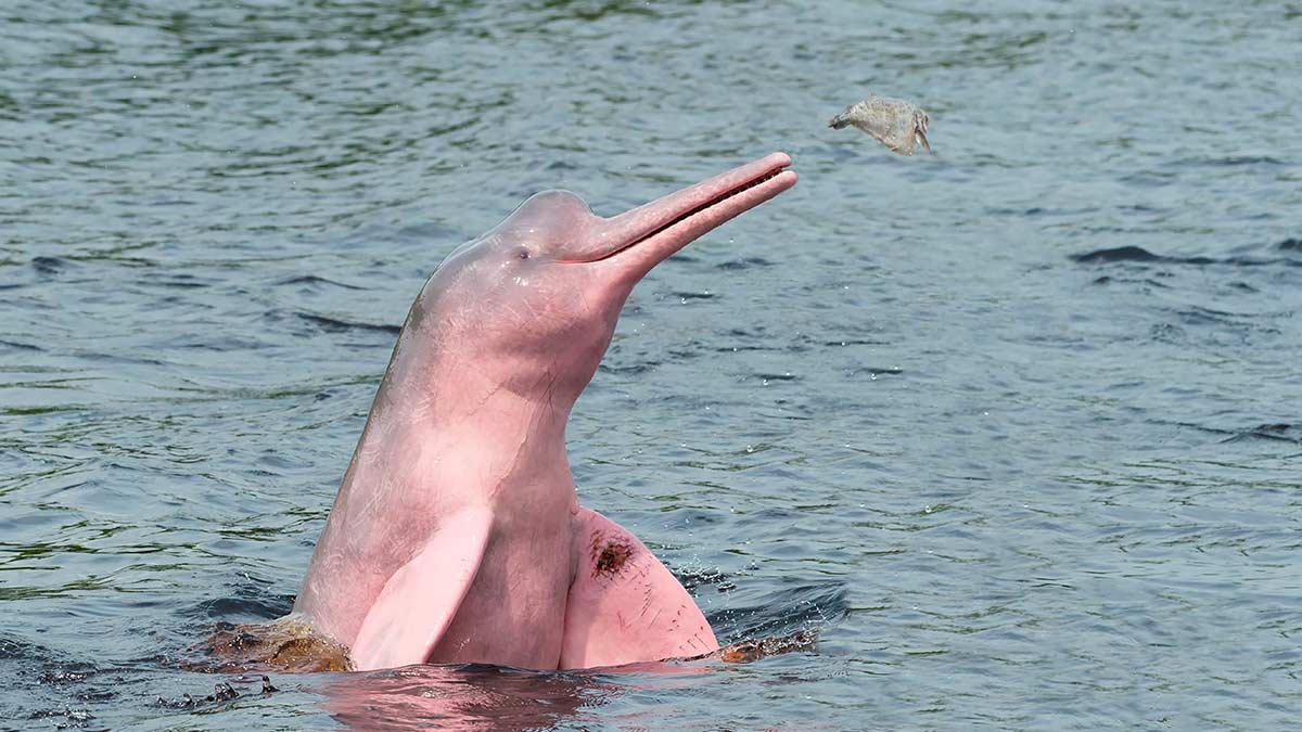 Amazon River Pink Dolphin Working With Amazon Communities To Protect